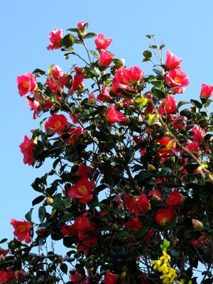 荏田南町つばきの花
