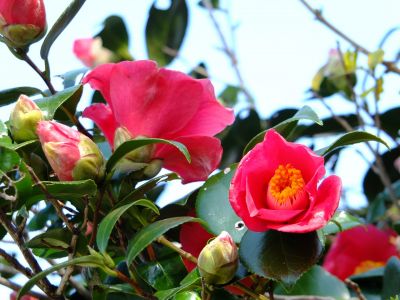 荏田南町つばきの花
