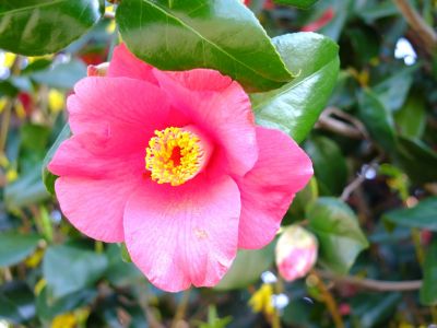 荏田南町つばきの花
