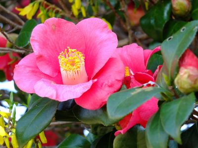 荏田南町つばきの花

