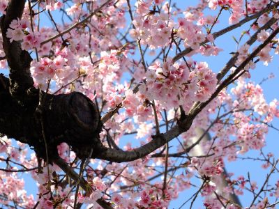 荏田小学校の桜
