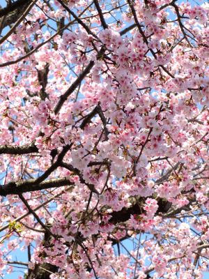 荏田小学校の桜
