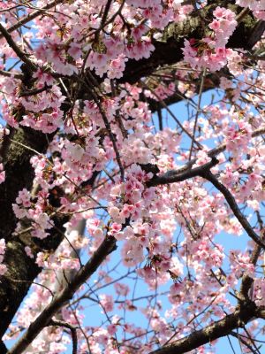荏田小学校の桜
