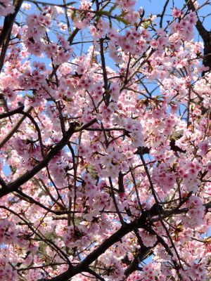 荏田小学校の桜
