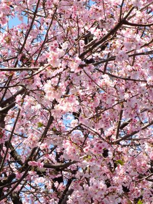 荏田小学校の桜

