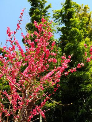 荏田南町（桃の花）
