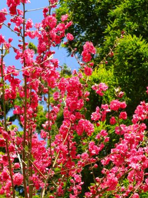 荏田南町（桃の花）
