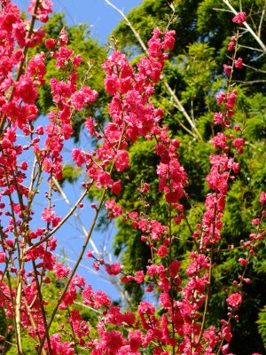 荏田南町（桃の花）
