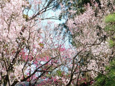 荏田南町（寒緋桜）
