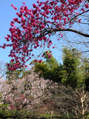 荏田南町（寒緋桜）
