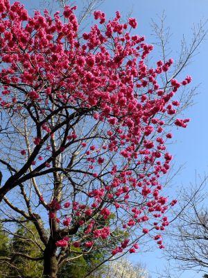荏田南町（寒緋桜）
