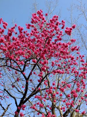 荏田南町（寒緋桜）
