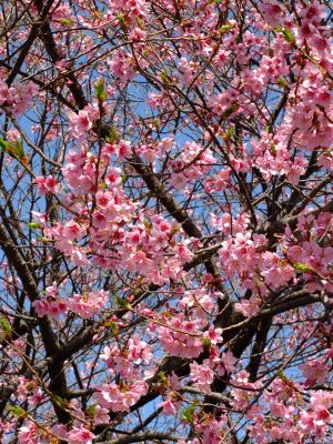 荏田南町（彼岸桜）
