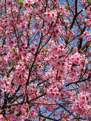荏田南町（彼岸桜）
