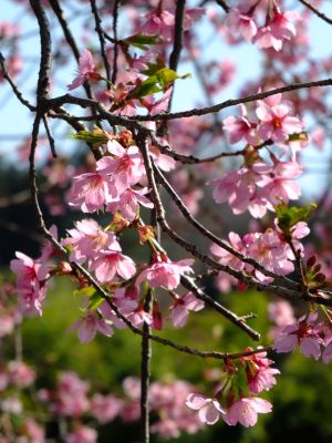 荏田南町（彼岸桜）

