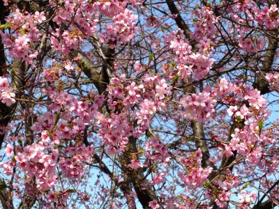 荏田南町（彼岸桜）
