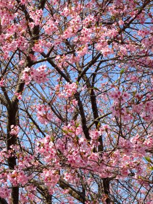 荏田南町（彼岸桜）
