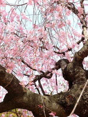 荏田近隣センター（しざれ桜）
