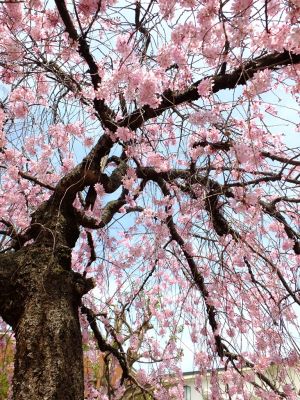 荏田近隣センター（しざれ桜）

