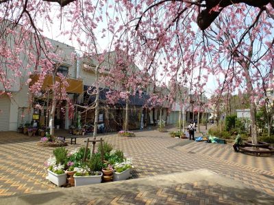 荏田近隣センター（しざれ桜）
