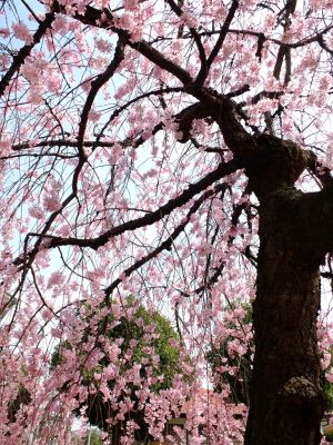 荏田近隣センター（しざれ桜）
