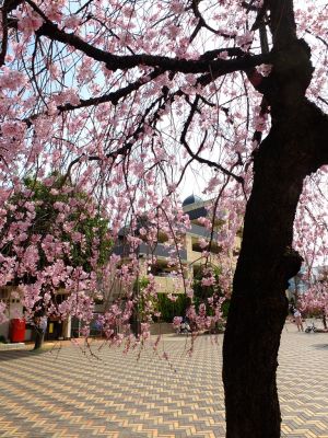 荏田近隣センター（しざれ桜）
