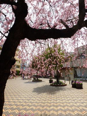 荏田近隣センター（しざれ桜）
