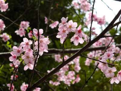 都筑中央公園（横浜緋桜）
