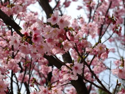 都筑中央公園（横浜緋桜）
