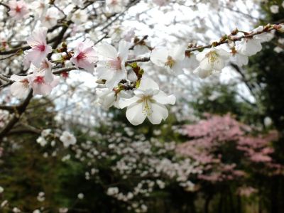都筑中央公園（マメ桜）
