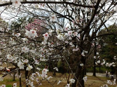 都筑中央公園（マメ桜）
