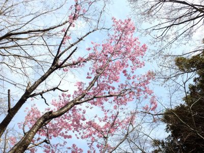 都筑中央公園（横浜緋桜）
