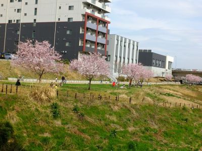 早渕川親水公園（神代曙）
