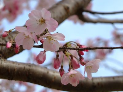 早渕川親水公園（神代曙）
