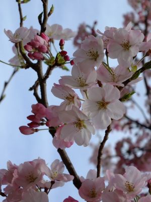 早渕川親水公園（神代曙）
