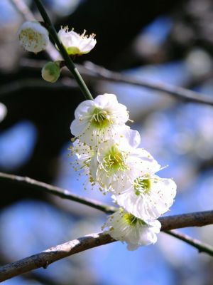 東方天満宮　緑萼梅（りょくがくばい）（中国蘇州産の梅の木）三溪園にもある
