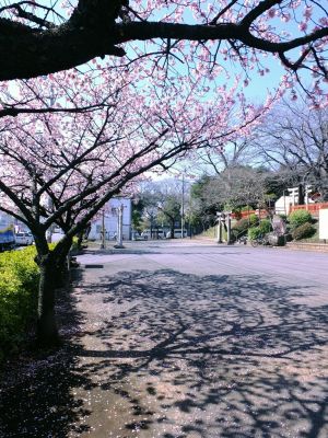 淡島神社（河津桜）
