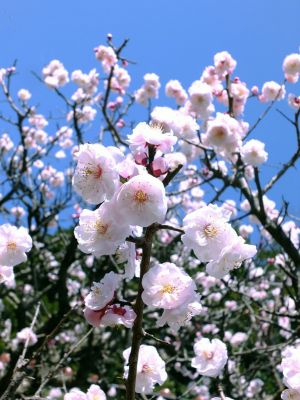 淡島神社（八重の白梅）
