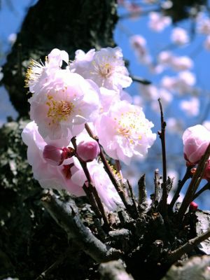 淡島神社（八重の白梅）

