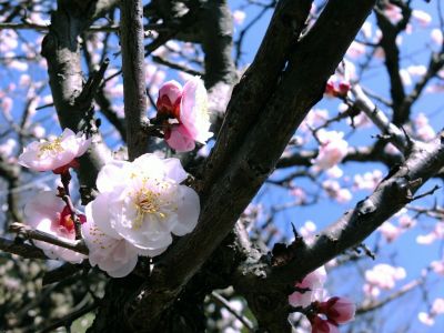 淡島神社（八重の白梅）
