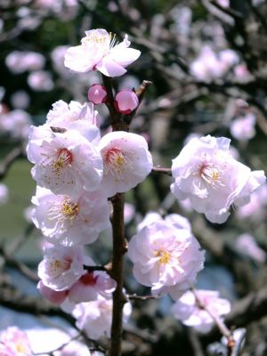 淡島神社（八重の白梅）
