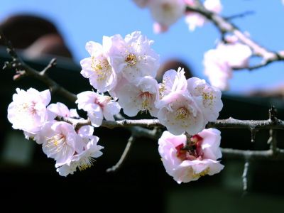 淡島神社（八重の白梅）
