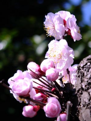 淡島神社（八重の白梅）
