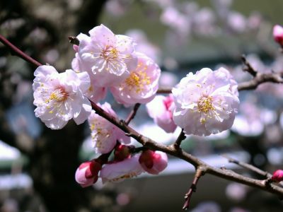 淡島神社（八重の白梅）
