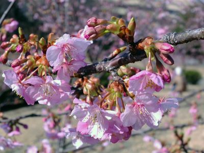 茅ヶ崎公園（河津桜）
