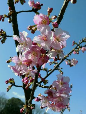 茅ヶ崎公園（河津桜）
