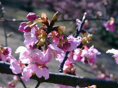 茅ヶ崎公園（河津桜）
