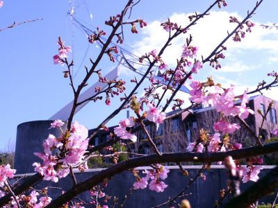 茅ヶ崎公園（河津桜）
