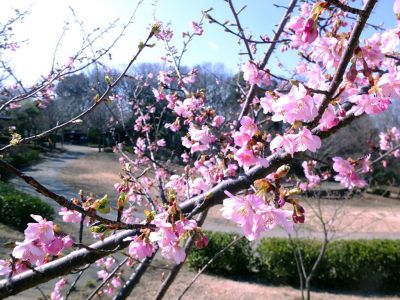 茅ヶ崎公園（河津桜）

