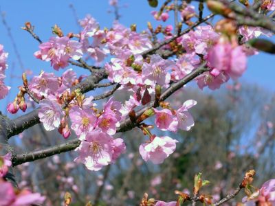 茅ヶ崎公園（河津桜）
